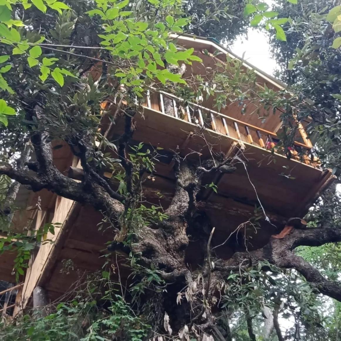 Oak Suite The Treehouse Jibhi, Oak Suite Jibhi Himachal