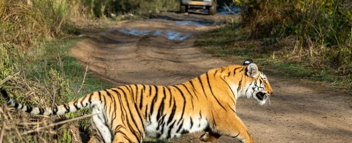 2 Nights 3 Days Jim Corbett Tour Package, Jim Corbett National Park Tour Package, Corbett Weekend Tour, Jim Corbett Safari Package, Jim Corbett Wildlife Tour