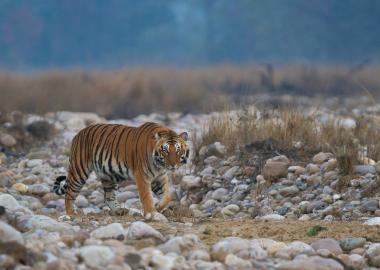 Corbett - Haridwar - Rishikesh - Dehradun Tour Package