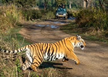 2 Nights 3 Days Package Jim Corbett National Park