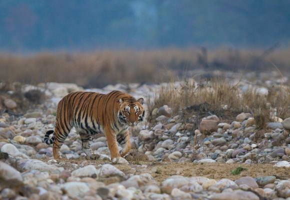 Corbett Haridwar Rishikesh Dehradun Tour Package