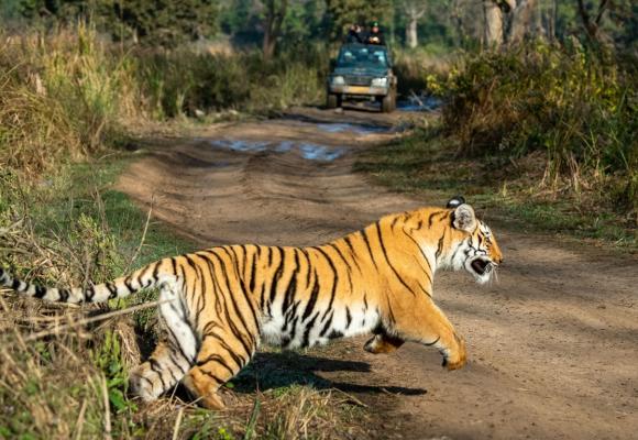 Jim Corbett Tour Package 2 Nights